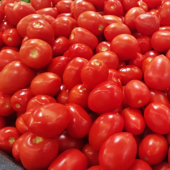 Tomate Olivette