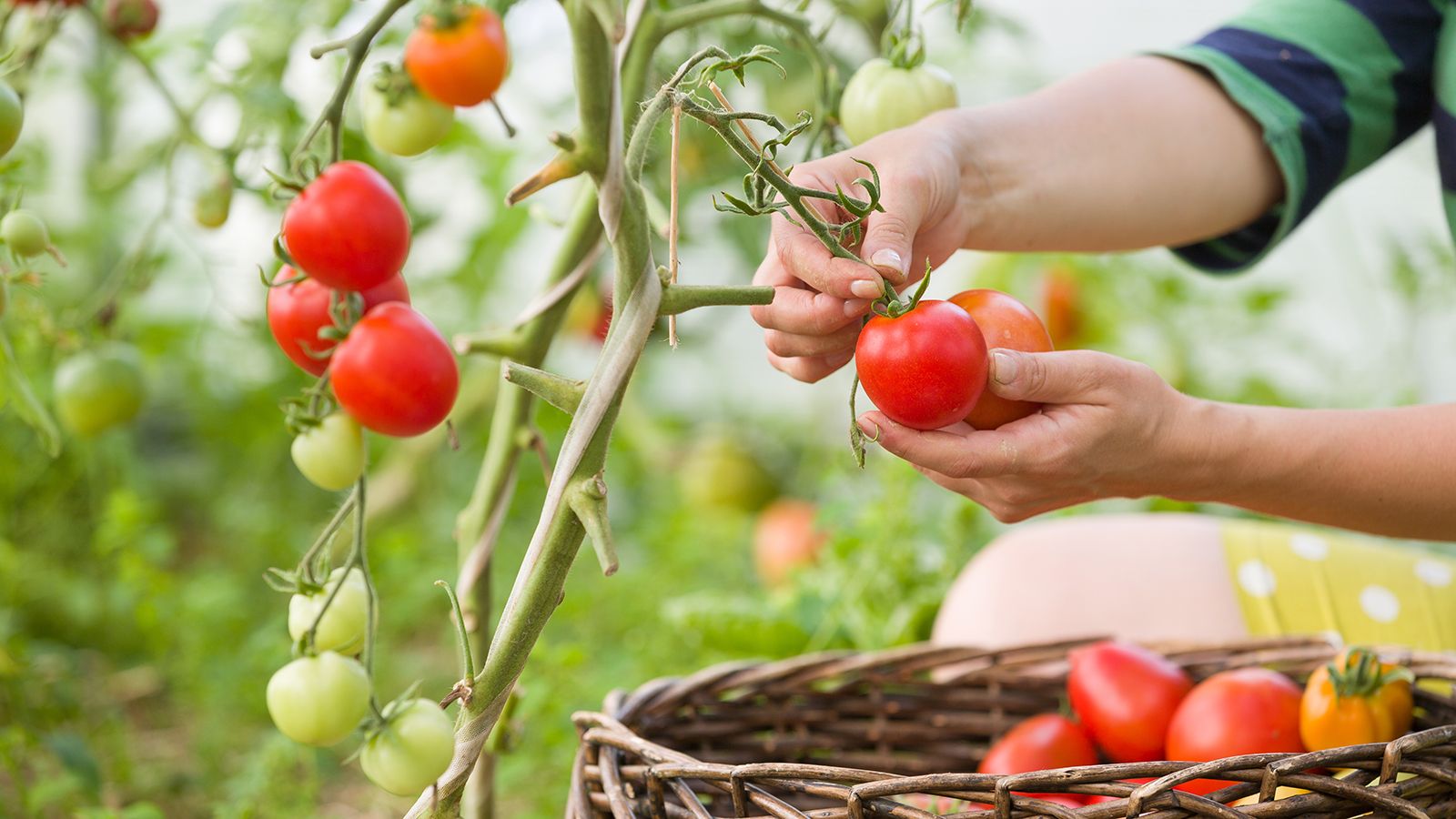 Tomates