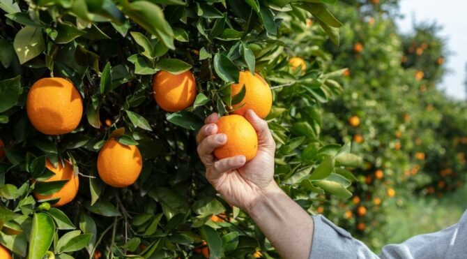 harvesting orange